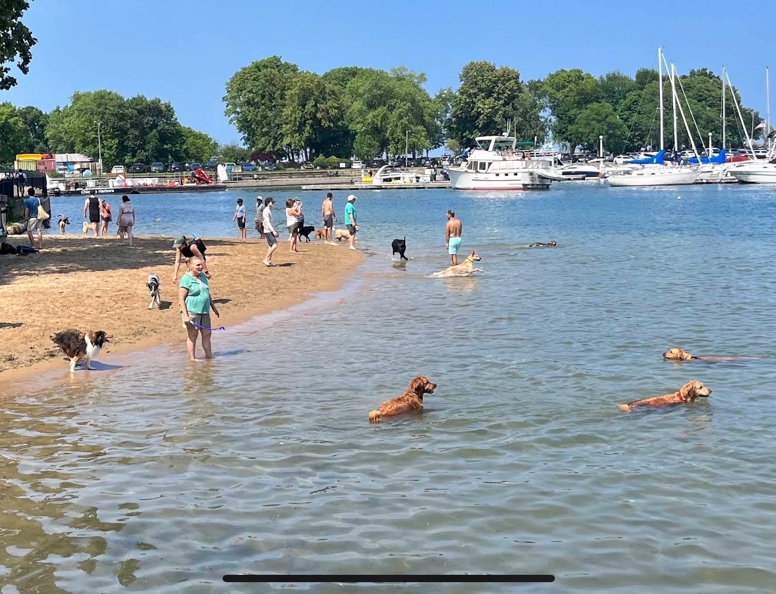 Belmont Harbor Dog Beach cover